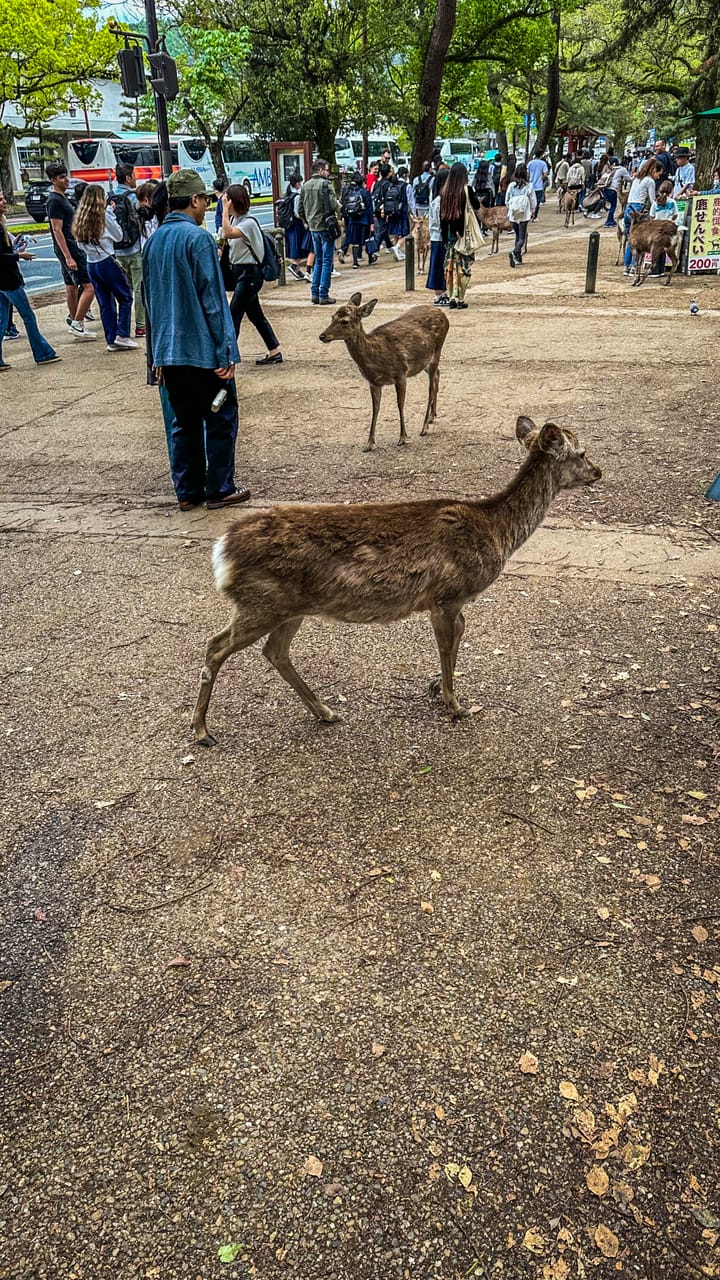 The murderous Deer of Nara Park