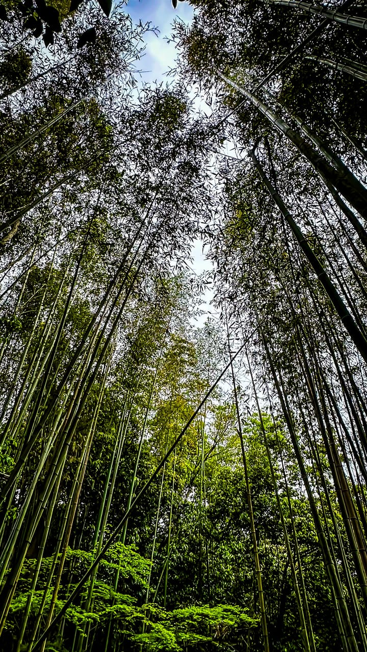 Kyoto: Bamboo Grove